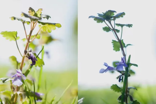 Fotografieren lernen – der große Fotografie-Kurs: 10.2 Hartes oder weiches Licht?