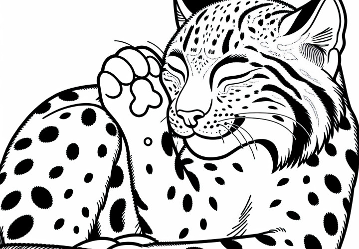 Lynx cleans itself with paw - free coloring page