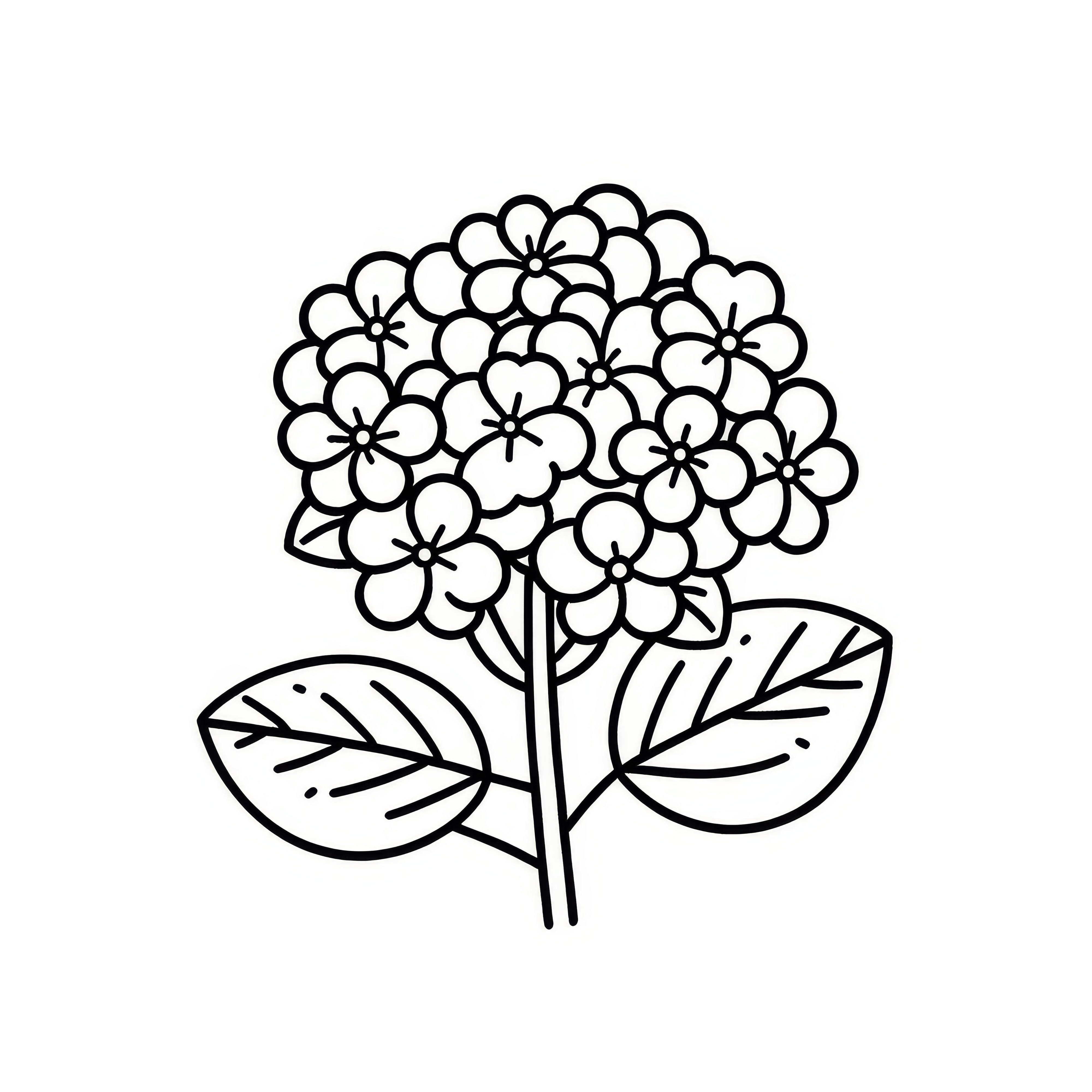 アジサイの花：子供向けの簡単な塗り絵（無料）