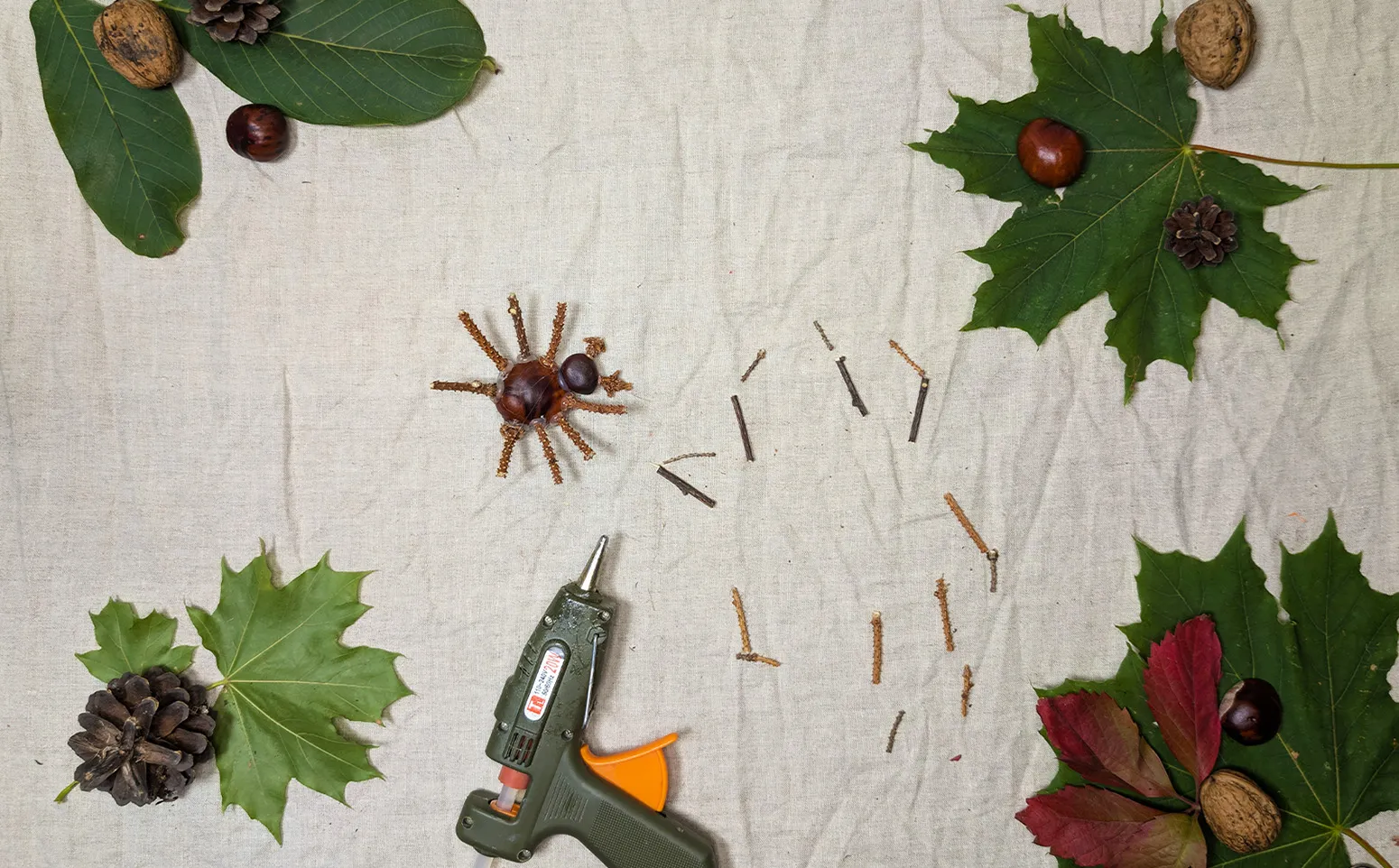 밤나무 거미, 3 단계 : 가지를 나누고 첫 번째 다리 부분을 부착합니다.