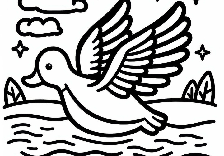 Pato voa com as asas abertas sobre o lago: desenho para colorir simples (grátis) Pato voa com as asas abertas sobre o lago: Imagem para colorir simples (Gratuito)