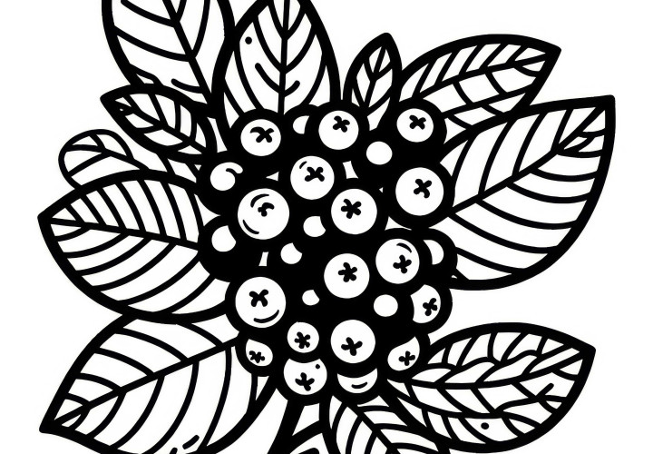 Free coloring page of black chokeberry
