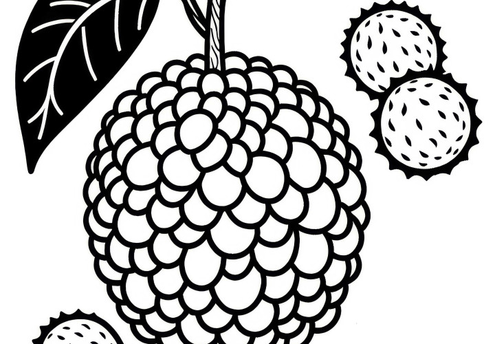 Cempedak Coloring Page Free