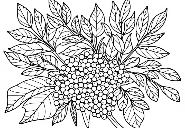 Elderberry Coloring Page Free