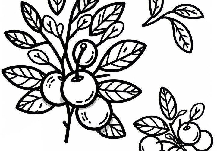 Cornel cherry coloring page for free