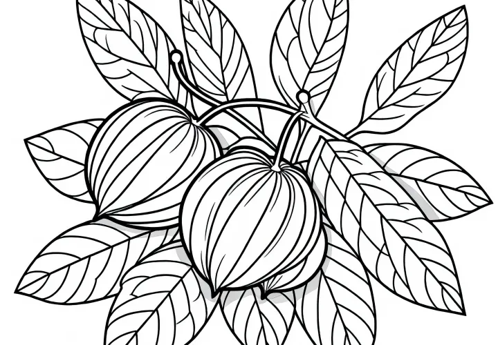 Cape gooseberry coloring page free to download