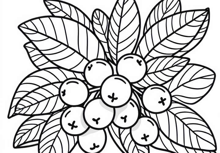 Kakadu Plum Coloring Page Free