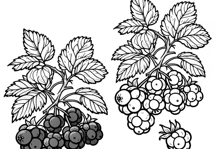 Free Loganberry Coloring Page