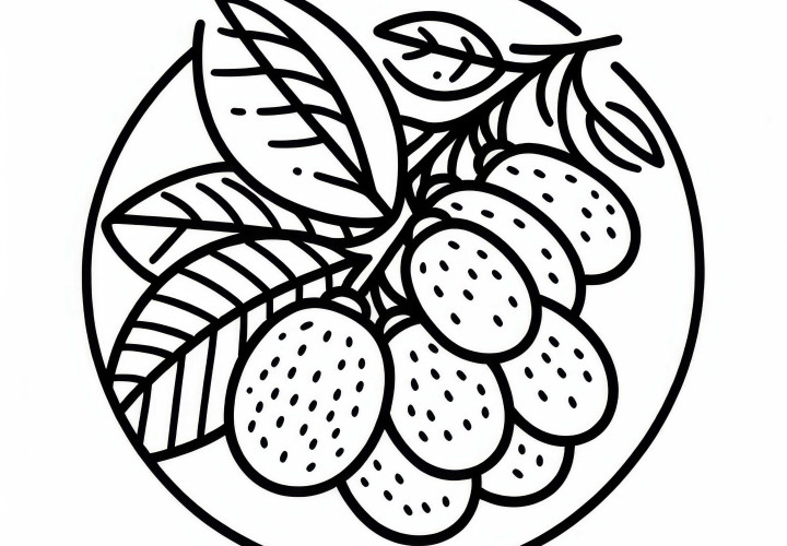 Kumquat Coloring Page Simple Free