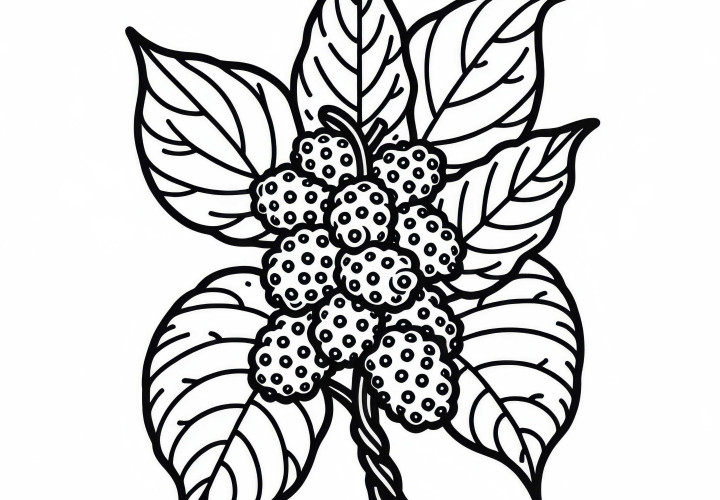 Noni - Indian Mulberry Coloring Page Free