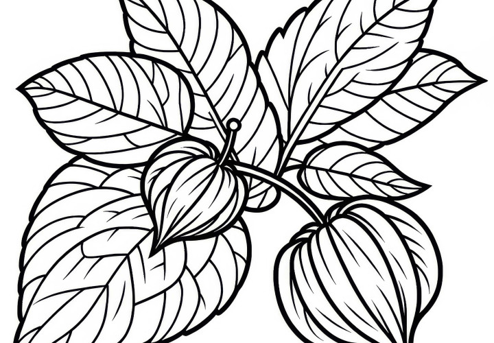 Physalis Coloring Template Free to Download