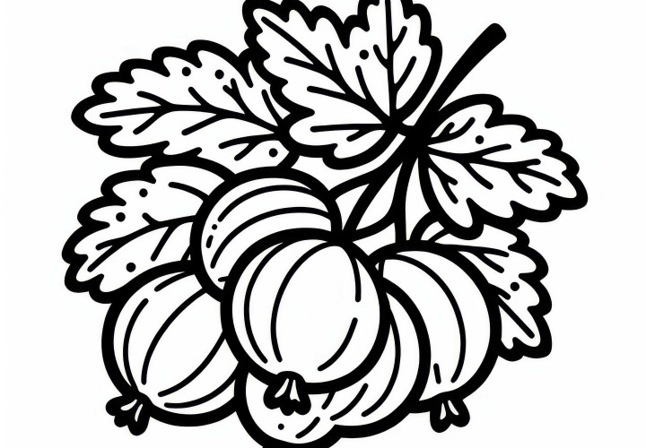 Gooseberry coloring page simple free