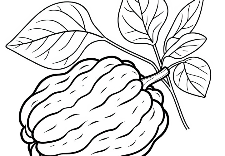 Chayote modèle à colorier gratuit