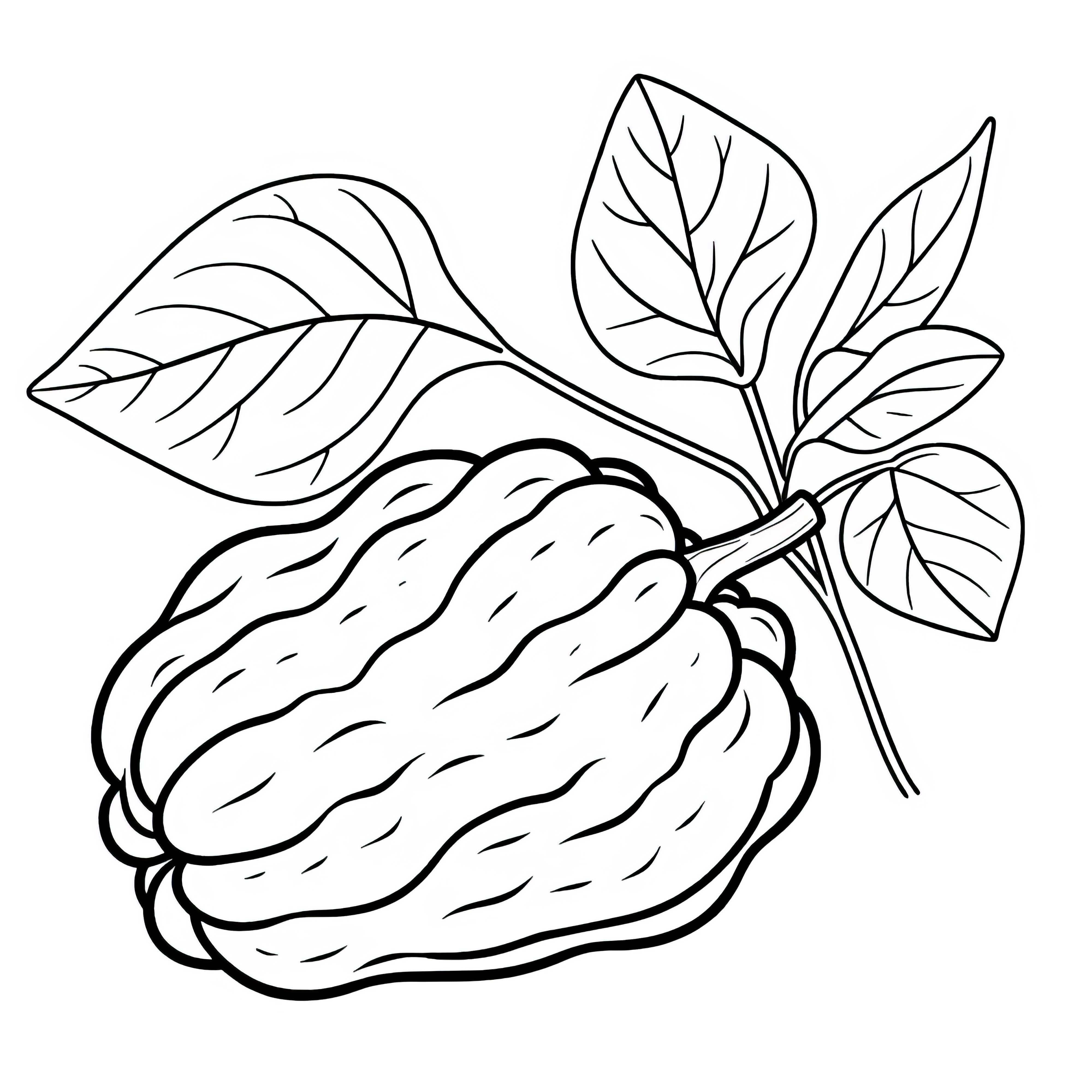 Chayote dessin &agrave; colorier gratuit