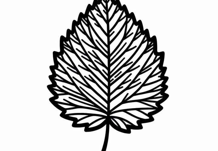 Kifestőlap egy bükkfa levélről, mint őszi levél kifestéséhez ingyenes letöltésre