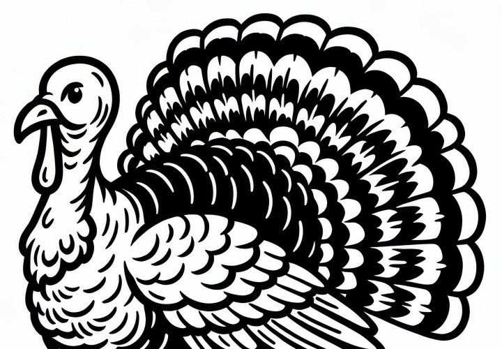 Stolt kalkun viser fram sitt utslåtte, praktfulle fjærdrakt - Malerbare ark gratis