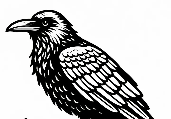 Corvo, corvo comum, pássaro na Europa – modelo para colorir gratuito