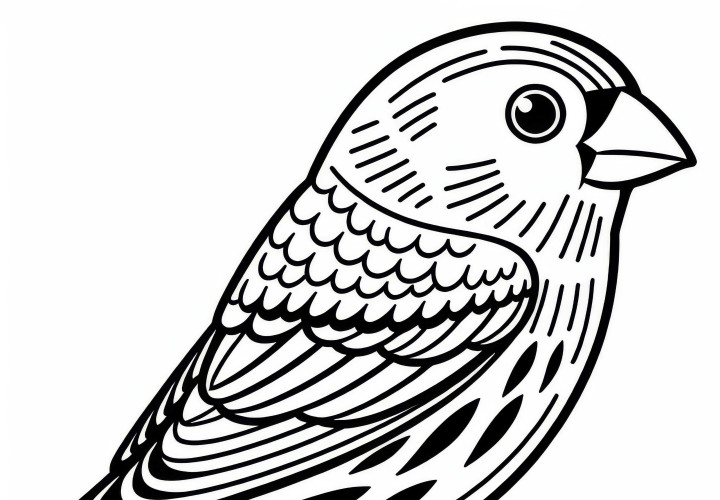Зеленая овсянка – птица из Европы – раскраска бесплатно