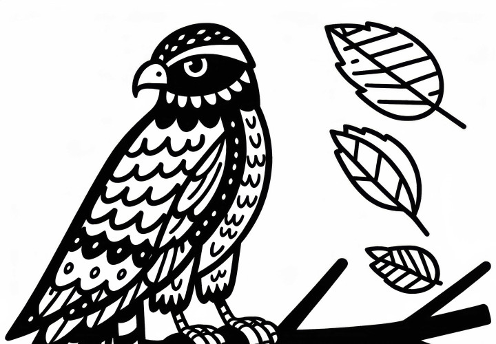 Hauk Fugl Europa Malebok Gratis