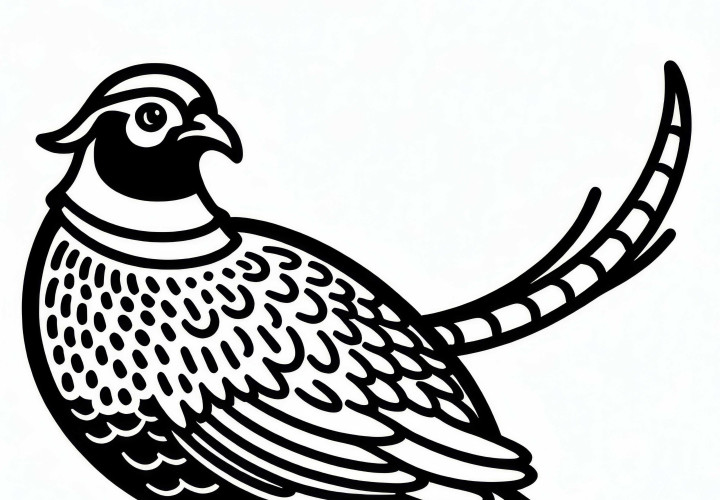 Fasan fugl Europa malebilde gratis