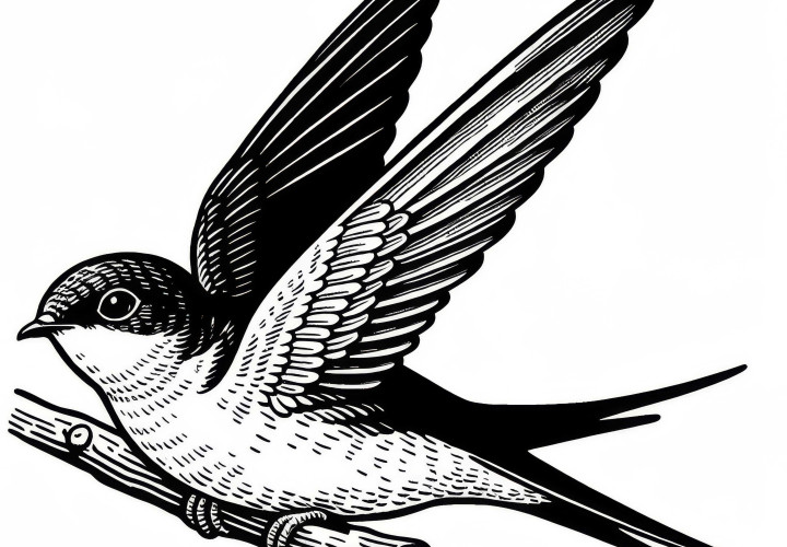 Modèle de coloriage gratuit d'oiseau planeur des Alpes Europe
