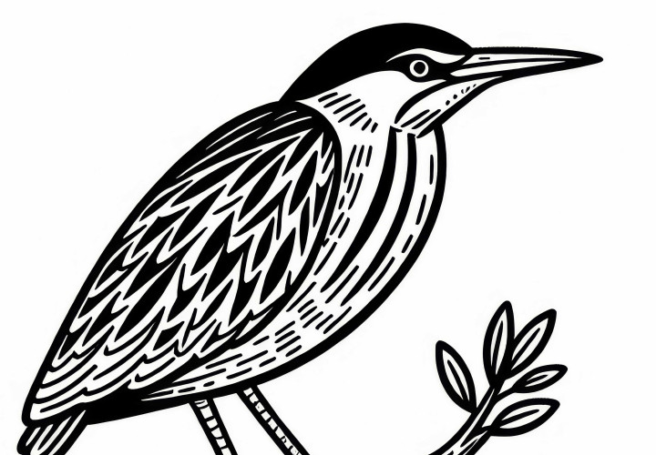 Modèle de coloriage gratuit de la grande aigrettes d'Europe