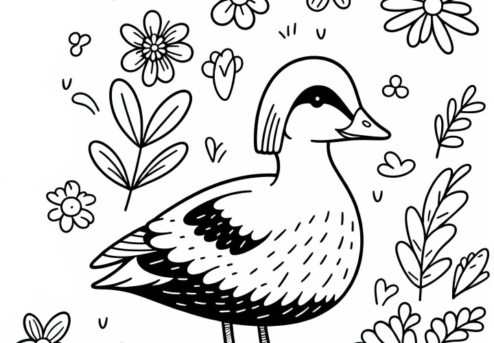 Eider – Oiseau en Europe – Image à colorier gratuite