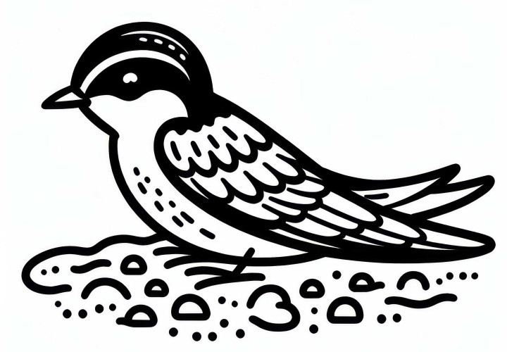 Modèle à colorier de l'oiseau hirondelle de rivage en Europe gratuit