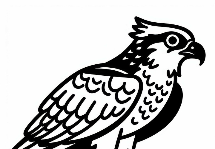 Osprey - Osprey bird in North America as a free coloring page
