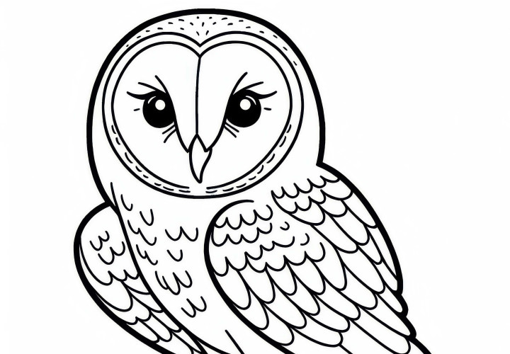 Barn Owl: Bird from North America as a coloring page