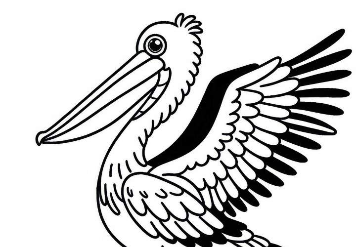 Brown Pelican – Bird North America – Free coloring page