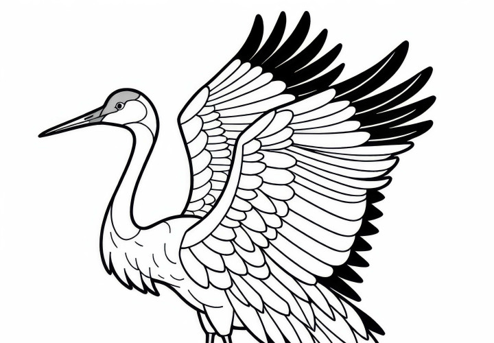 Sandhill Crane – Coloring page for birds in North America