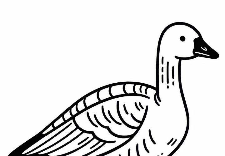 Coloring page of the Blue-winged Goose – Snow Goose from North America