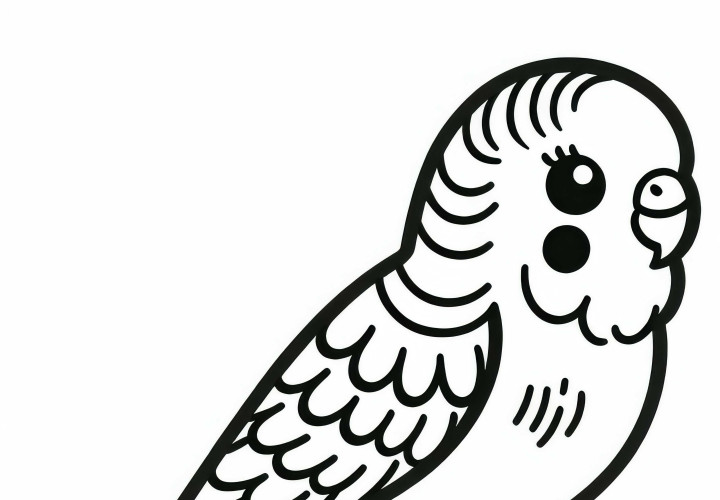 Coloring page of a budgerigar - Budgerigar from Australia and Oceania