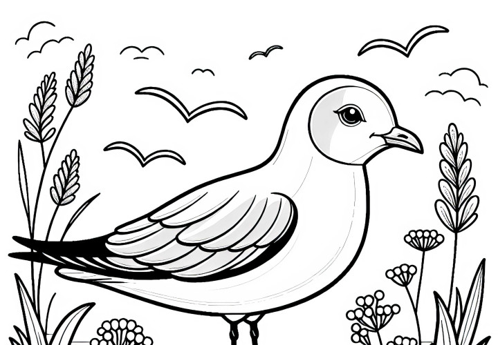 Silver Gull - Coloring page for bird lovers from Australia and Oceania