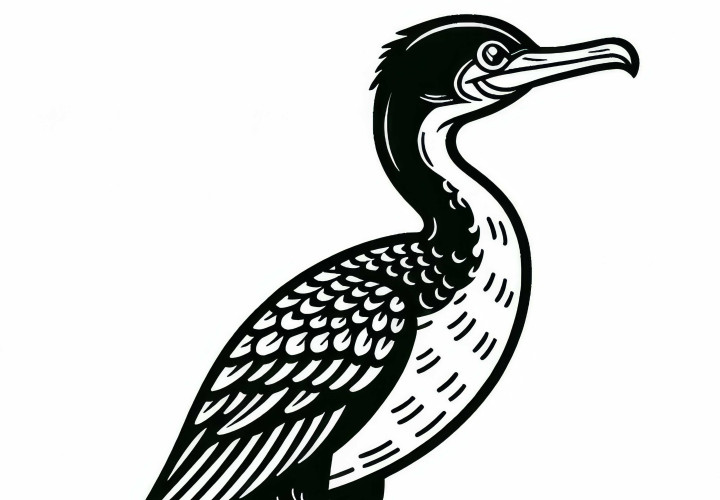 Cormorant – Neotropical Cormorant – Bird from South America – Free coloring page