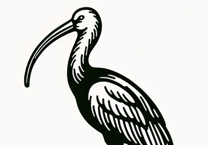 Red Spoonbill and Scarlet Ibis – Bird Coloring Page for Asia