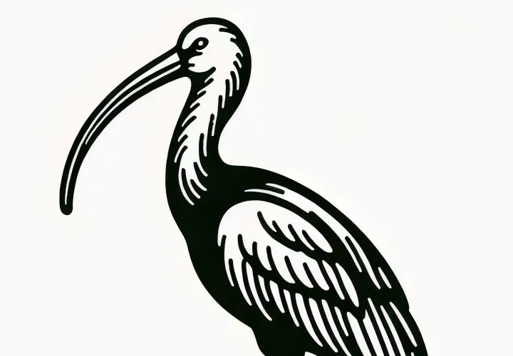 Ibis-vermelho e Ibis-scarlet - Desenho para colorir de aves para a Ásia