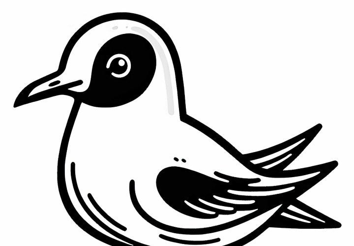 Japanese Gull – Black-Tailed Gull – Bird from Asia as a free coloring template