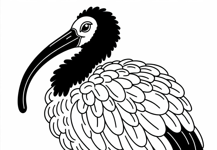 Monk ibis – Black-headed ibis – Bird from Asia – Free coloring page