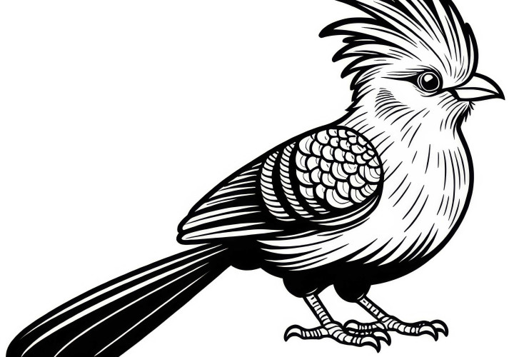 Турако Книсна Турако птица Африка раскраска бесплатно