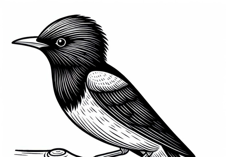 Гланцстар – великолепный звездчатый воробей. Раскраска из Африки для бесплатной загрузки