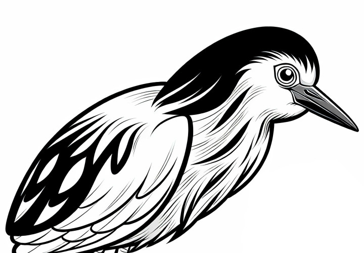 Бурокрылый цапля – цапля-сосноголовка – птица – Африка – раскраска – бесплатно