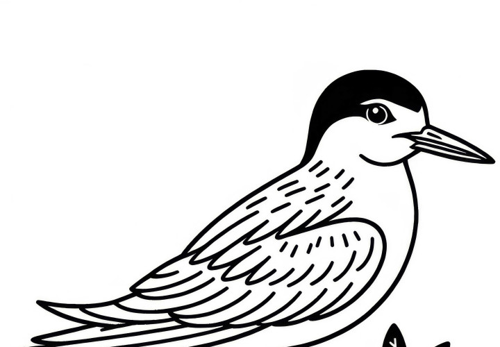 Белокрылый мартин – раскраска птицы из Африки, бесплатно для скачивания