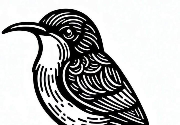 Malakittsolsorte – Malakittsolsikade – Fugl fra Afrika – Fargelegging Gratis