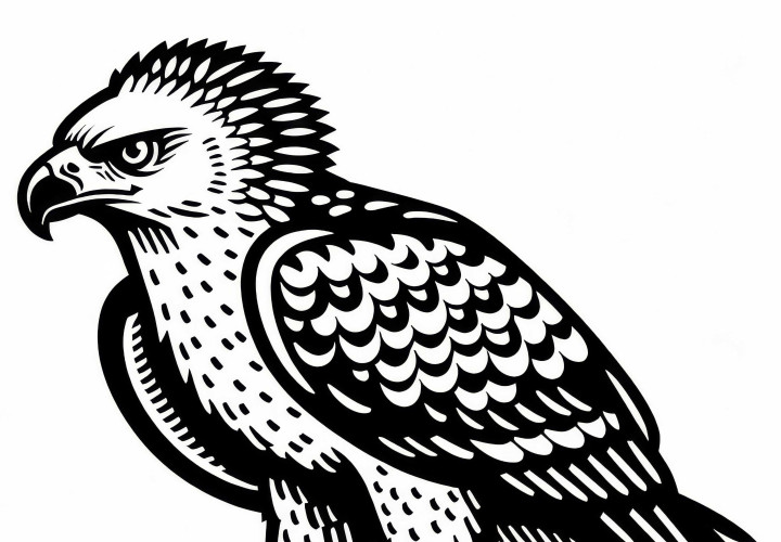 Havørnhauk – Afrikansk haukørn – Fugl i Afrika – Maleskabelon gratis