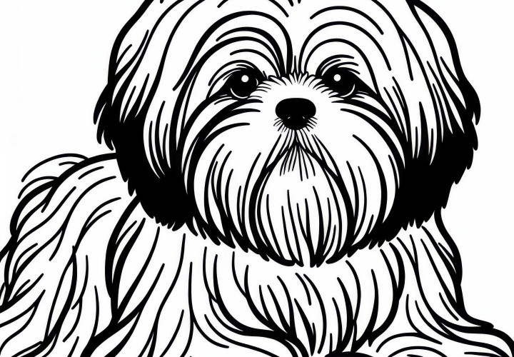 Desenho para colorir de Shih Tzu para amantes de cães - Baixe gratuitamente
