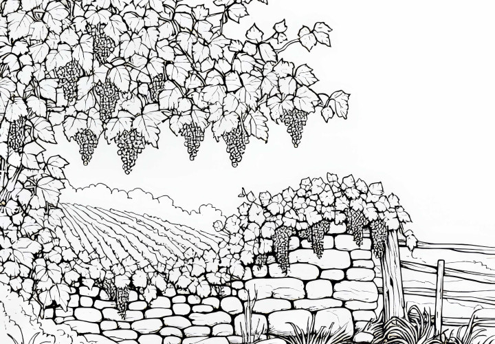 Alte Steinmauer mit Weinranken auf Weinberg – Ausmalbild gratis