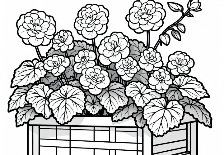 여러 꽃: 베고니아가 발코니 박스에 꽃을 피우고 있습니다 – 무료 색칠 공부용 도안