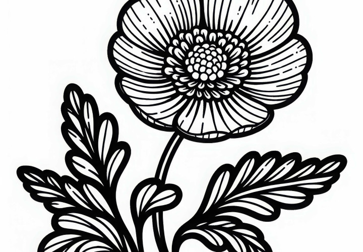 Coloring page of a buttercup – Download for free